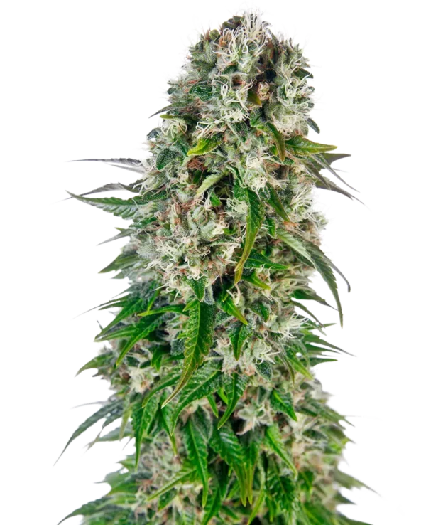 big bud cannabis seed automatic